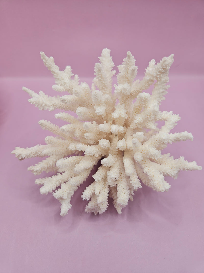 Table Coral ACROPORA LATISTELLA