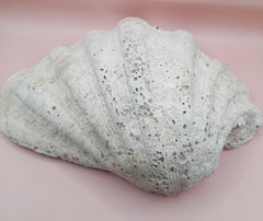 Giant clam shell half 11.7 inches – coastal decor centerpiece
