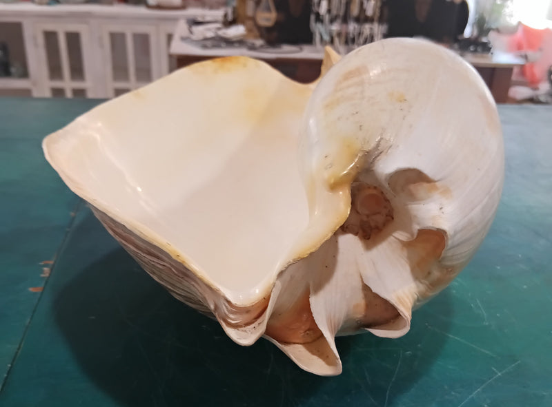 Large umbilicate shell with natural spiral and cream-beige coloring, 14.5 inches in length – coastal display specimen