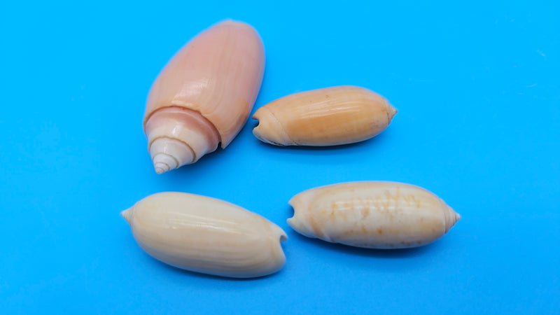 Set of 4 Oliva oliva Linne shells in golden-peach glossy finish from Sri Lanka for coastal décor display