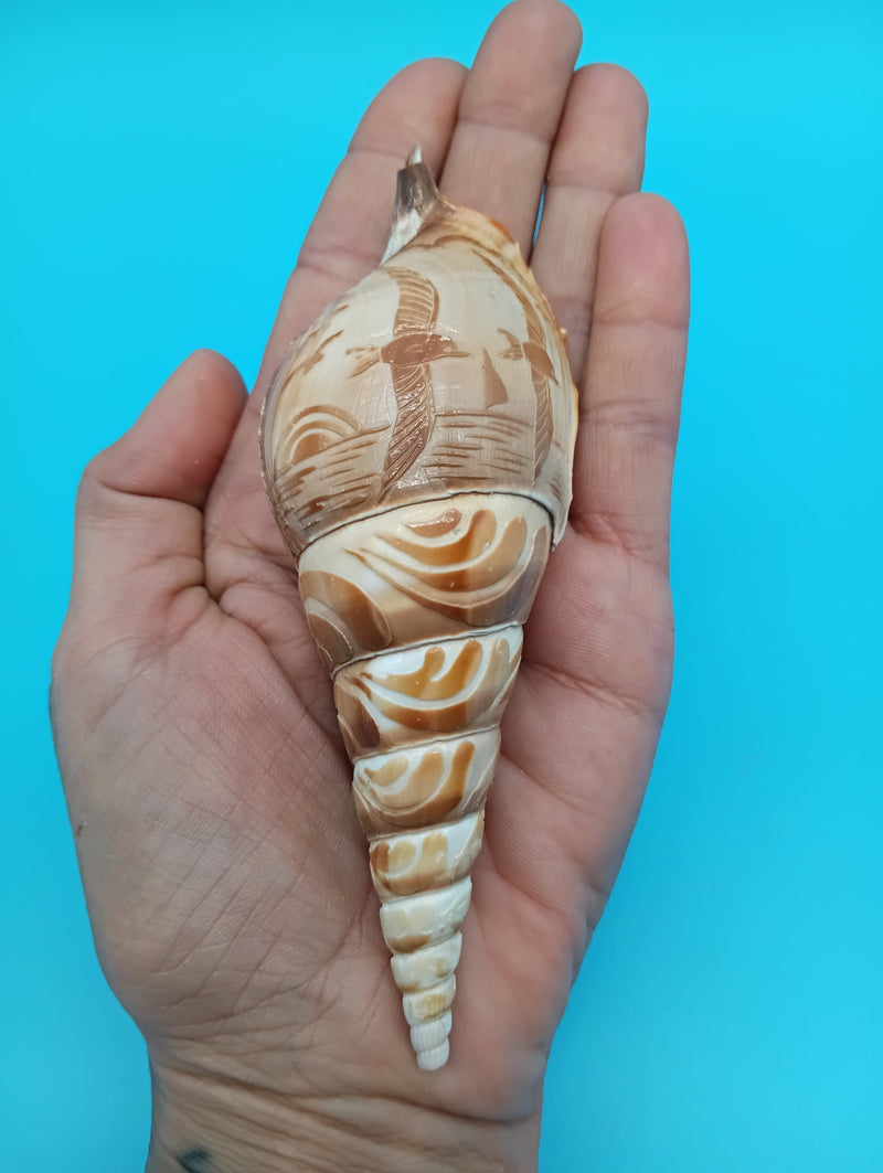 4.8" carved Tibia shell with seagull coastal scene