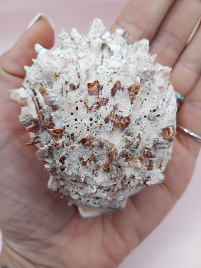 3.0" Hinged Spondylus shell with spiny ridges and cream-pink tones held in hand