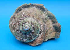 Giant green marmoratus turban shell with spiral design and earthy green-brown tones, measuring 6.4x6.2x4 inches