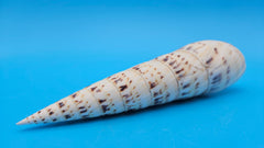Marlin Spike display shell for coastal home décor – premium natural specimen