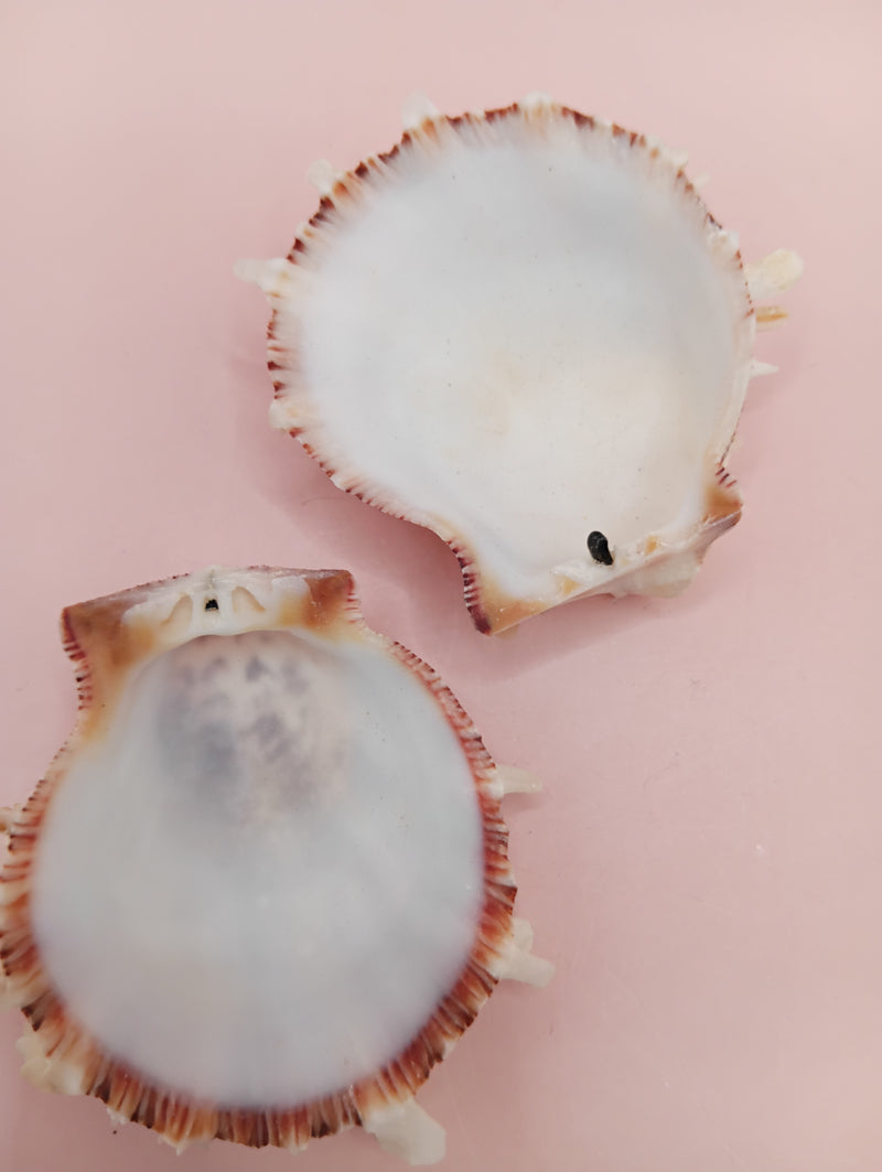 2.1" Spondylus shell with spiny texture and soft pink tones, no hinge