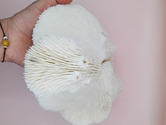 Vintage White Mushroom Coral- Fungia fungites