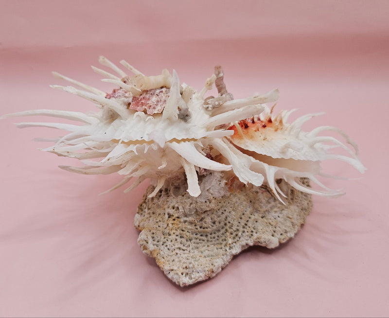 Spiny white spondylus shell with orange center mounted on coral base for coastal display