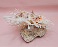 Spiny white spondylus shell with orange center mounted on coral base for coastal display