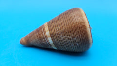 Fig Cone Conus figulinus display shell with brown horizontal banding and glossy surface, 3.3 inches.