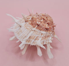 Spiny Spondylus shell with coral and ivory coloring on pink background, measuring 3.2 inches wide