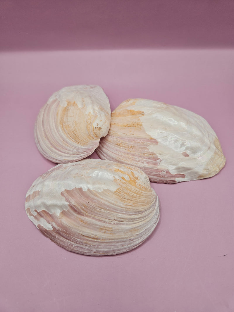 Natural pink clam shell showcasing delicate textures and soft hues.