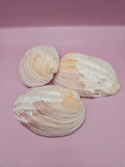 Natural pink clam shell showcasing delicate textures and soft hues.