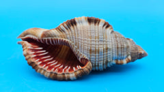 4-inch Cymatium pileare shell with brown and gold ribbed texture for coastal display décor