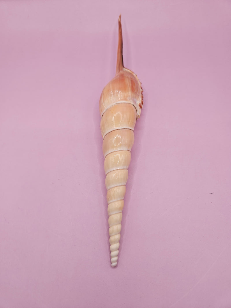 Shinbone Tibia Fusus Shell, 9.75-inch, featuring a natural spiral design with intricate textures, perfect for coastal décor or shell collectors.