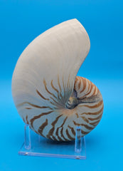 Tiger nautilus shell with brown stripes and spiral design on blue background
