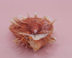  Hinged Spondylus shell with peach spines and ivory interior, 3 inches wide