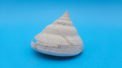  Rare Pleurotomaria hirasei spiral shell with operculum intact, natural creamy tones on blue background