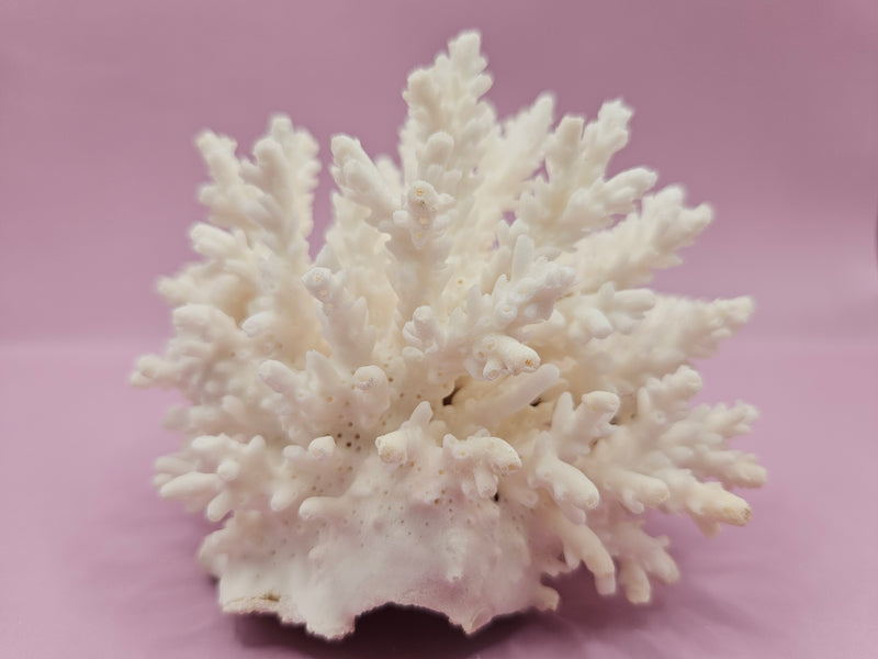 Table Coral ACROPORA LATISTELLA 4.4"