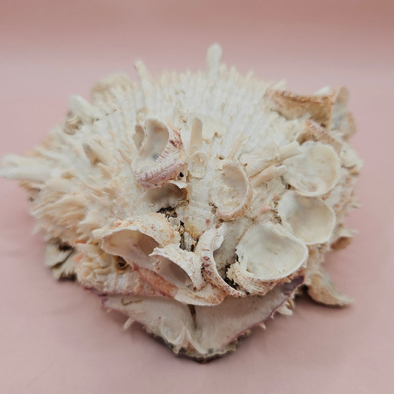 Cream hinged Spondylus shell with barnacle growth and textured spines, 4.7 inches long on a pink background