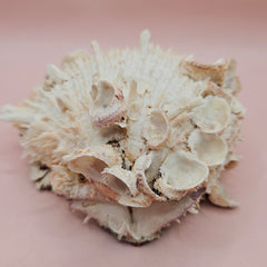 Cream hinged Spondylus shell with barnacle growth and textured spines, 4.7 inches long on a pink background