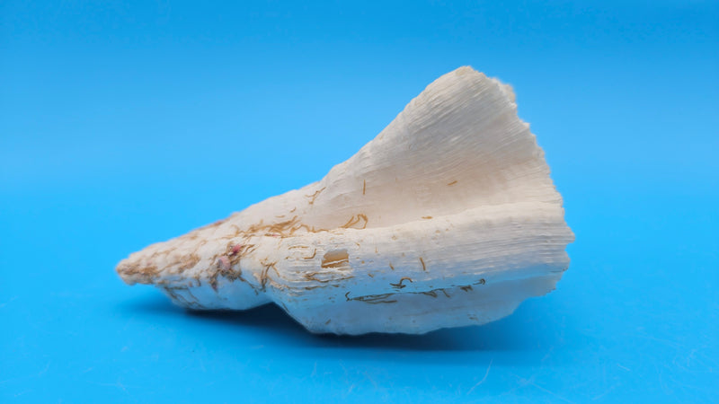 Vintage Candy Cane Coral specimen for coastal home decor - natural marine piece
