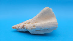 Vintage Candy Cane Coral specimen for coastal home decor - natural marine piece