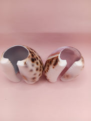 Vintage Cowrie Shell Napkin Holders – Floral & Seahorse Etched Designs Coastal Dining Set