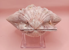 Lion's Paw seashell pair, 5.5 by 5.0 inches, with ridged texture and natural coastal tones