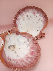 Natural Lion's Paw seashell pair measuring 5 by 5.1 inches with coastal texture and marine encrustations