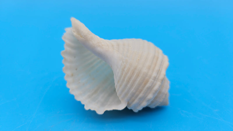Linatella caudata shell, creamy white with ribbed spiral design, 2.2 inches, flared aperture and pointed spire.