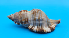 4-inch Cymatium pileare shell with brown and gold ribbed texture for coastal display décor