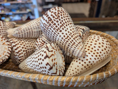 Lettered cone shell (CONUS LITTERATUS)
