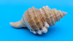 Cabestana spengleri shell, 3.8 inches, golden-brown with ribbed spiral whorls and wide flared aperture.