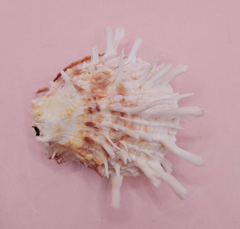 Spiny Spondylus shell with coral and ivory coloring on pink background, measuring 3.2 inches wide