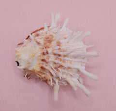 Spiny Spondylus shell with coral and ivory coloring on pink background, measuring 3.2 inches wide