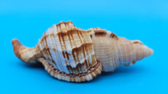 4.4-inch Cymatium pileare shell with brown and gold ribbed texture for coastal display décor