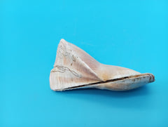 Propeller Ark Shell Trisidos tortuosa 4 inch twisted seashell