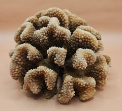 intage natural cluster coral specimen (Montipora digitata) in shades of brown and cream, 8x6x4 inches – perfect for coastal or marine-inspired home decor