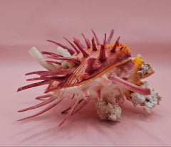 Colorful Spondylus varius shell with long pink spines, coral buildup, and worm tube, displayed on pink background