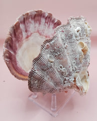 Barnacle-encrusted Lion's Paw seashell pair, 5.9x5.3 inches – natural marine texture