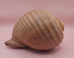 Large Tonna Shell – Natural Sea Shell for Coastal Decor & Collectors