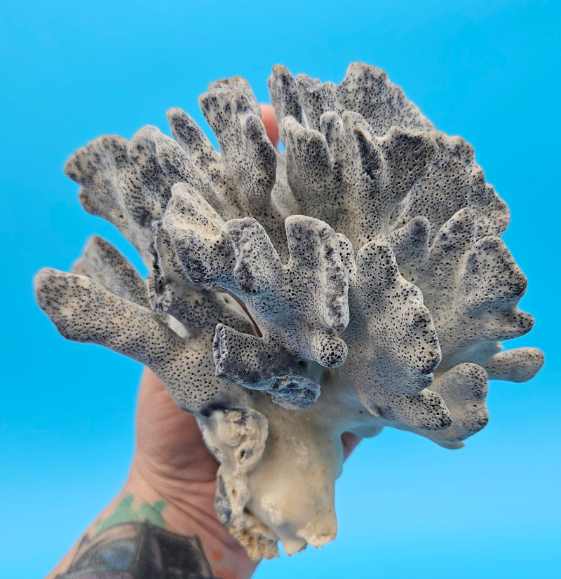 Vintage Blue Ridge Coral – 6" | Heliopora Coerulea