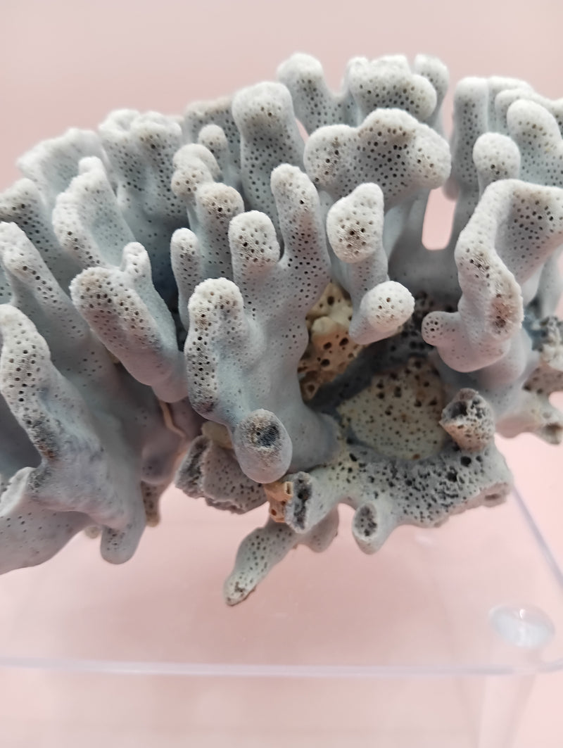 Vintage Blue Ridge Coral with blue-grey texture – 6.8 inch coastal display decor piece