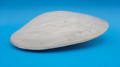  Fused Rainbow Cebu clam shell with polished iridescent surface and pastel pearl tones on blue background
