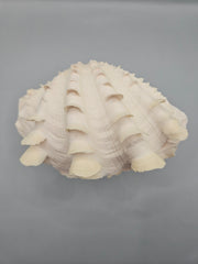 Squamosa clam shell pair, 6 inches wide, featuring natural ridges and textures