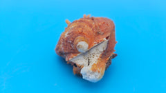 Fused orange spiny Spondylus sea shell with textured ridges on a blue background