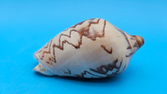 Noble Volute Cymbiola nobilis seashell with zigzag brown patterning on cream background, 4 inches.