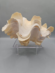 Squamosa clam shell pair, 7 inches wide, featuring natural ridges and textures