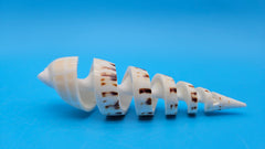 Spiral cut Marlin Spike display shell for coastal home décor – premium natural specimen