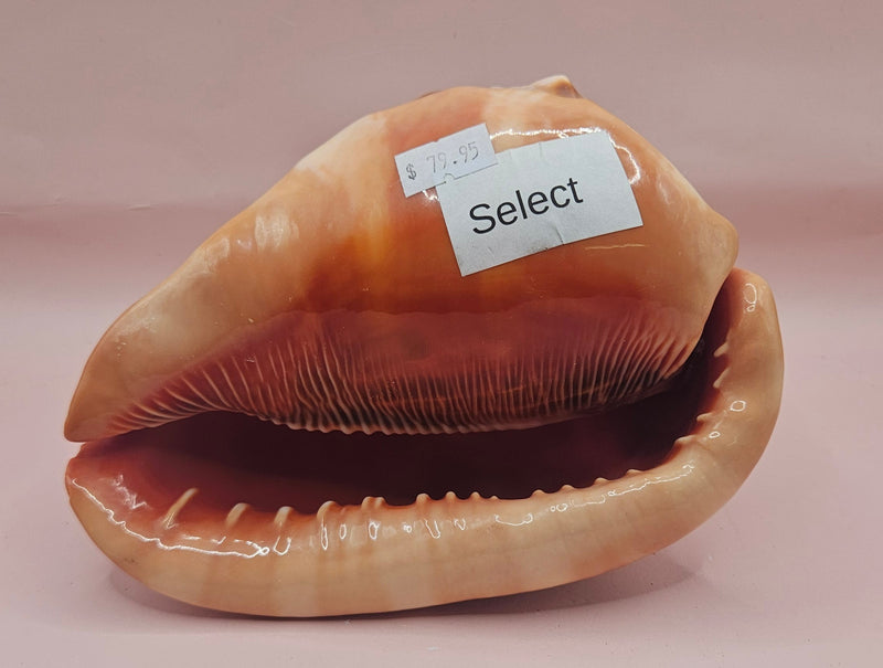 Bullmouth Cameo helmet shell with peach interior and textured dark outer ridges